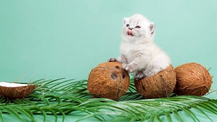 Imagem capturando uma interação fofa entre um gato e um coco