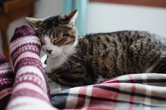 Os gatos conseguem perceber quando seus humanos estão doentes?