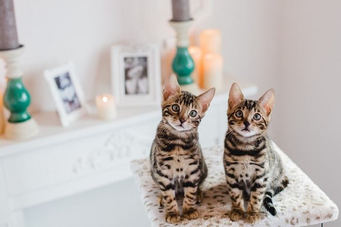 Gatinho com estampa de leopardo, mostrando sua natureza selvagem e brincalhona.