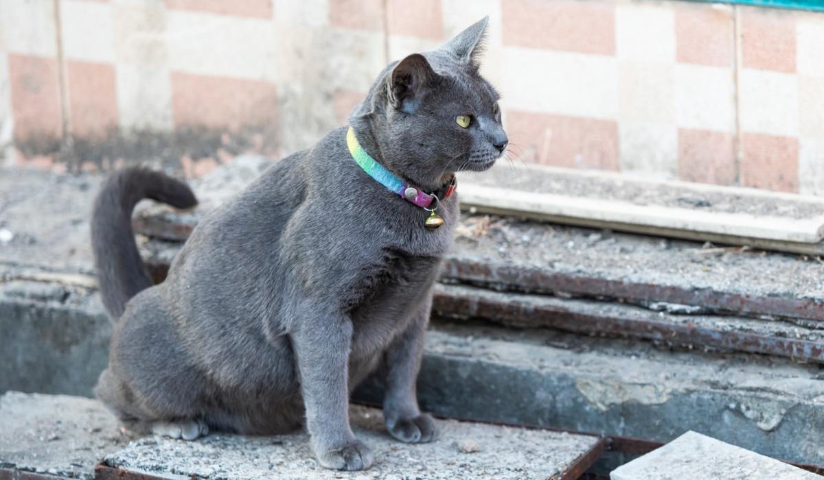 Gato urinando