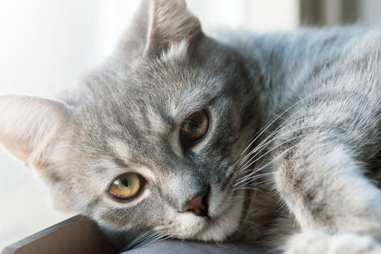 7 Maneiras sutis de ofender seu gato