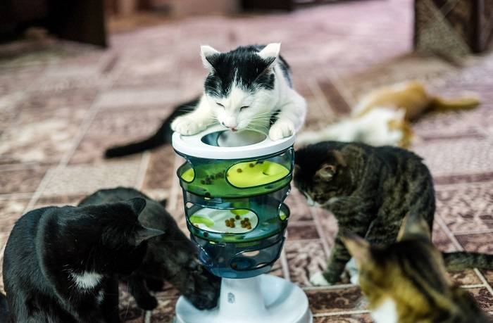 Uma imagem que mostra um alimentador de quebra-cabeça projetado para gatos, com vários compartimentos e desafios para envolver a mente do gato e incentivar a resolução de problemas enquanto come, proporcionando estimulação mental e nutrição.