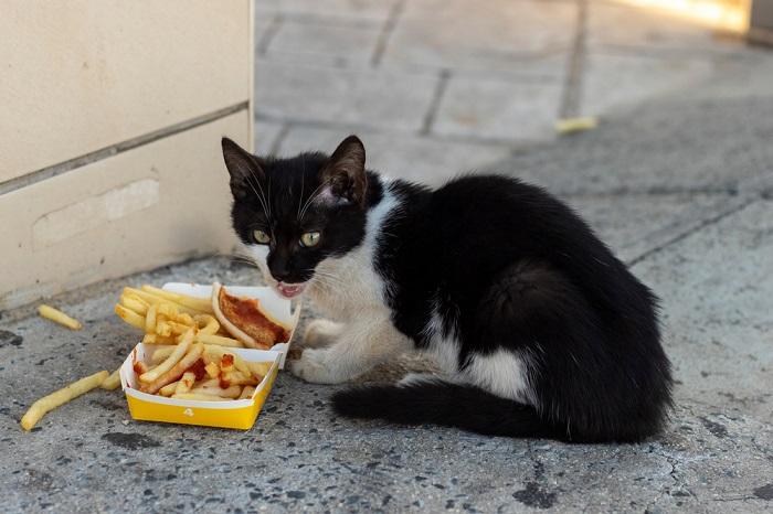 Imagem que retrata um gatinho de rua comendo batatas fritas, destacando as circunstâncias desafiadoras que alguns animais de rua enfrentam e a importância de cuidados e nutrição responsáveis para todos os gatos