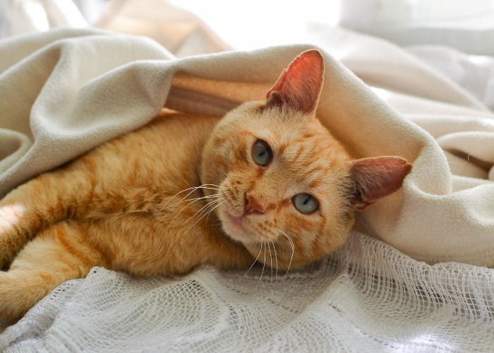 Gato laranja doce na cama