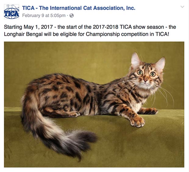 A TICA (The International Cat Association) reconheceu os gatos de Bengala de pêlo comprido, exibindo sua aparência única e bela.