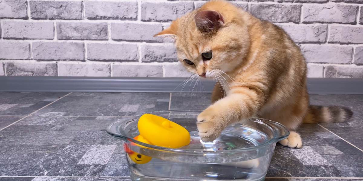 gato brincando com brinquedo colocado na tigela de água