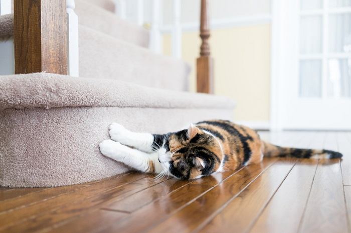 Desvendando os motivos por trás do comportamento de coçar dos gatos, esclarecendo seus instintos naturais.