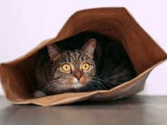 Curious cat exploring a crinkly object, displaying typical feline fascination with textures and sounds.