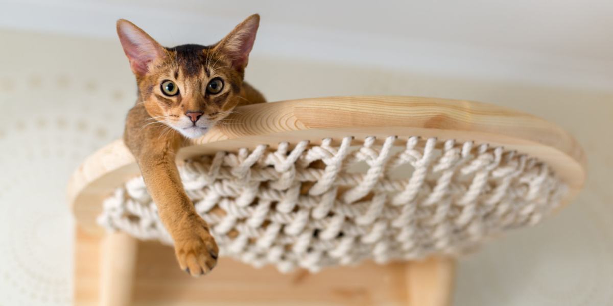 Close de um gato abissínio em escadas de madeira, capturando seu espírito curioso e aventureiro