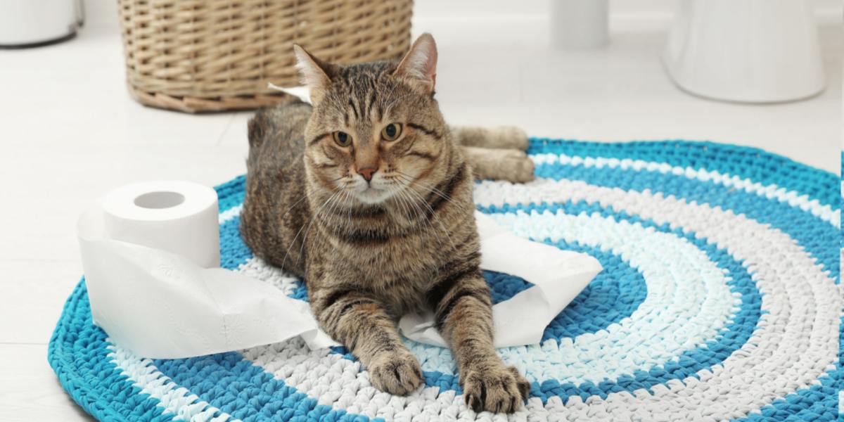 Um tapete de casa de banho com um toque lúdico - adornado com um gato travesso sentado sobre ele, acrescentando um toque de charme felino ao ambiente do dia a dia.