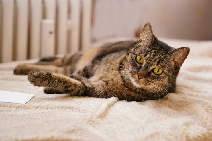 Lindo gato alemão, irradiando charme e fofura