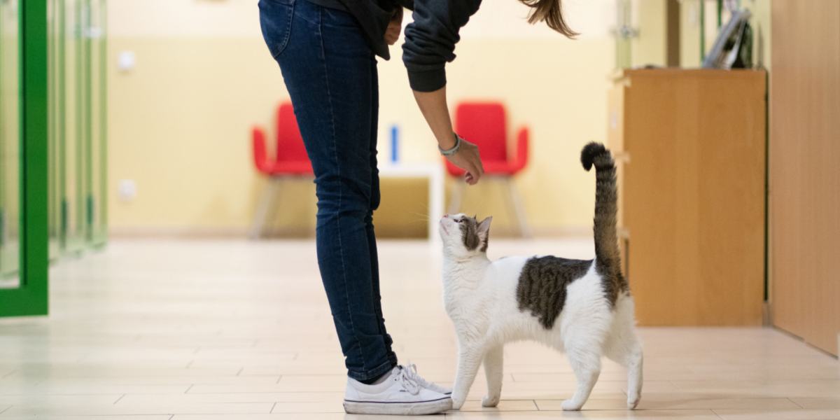 Um gato seguindo seu dono, demonstrando carinho e companheirismo ao ficar por perto.