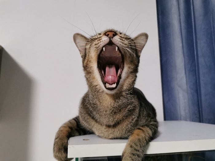 gato envolvido em um dueto vocal, um uivando e outro miando, mostrando sua diversificada e expressiva gama de técnicas de comunicação.