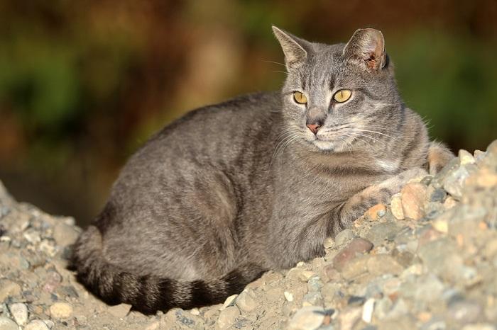 fatos sobre gatos selvagens