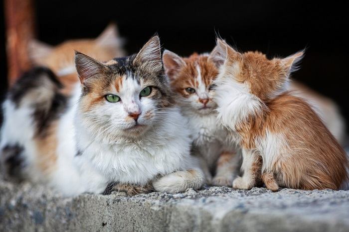 Os gatos selvagens têm medo dos humanos, ilustrando a natureza cautelosa e arisco das populações de felinos selvagens.