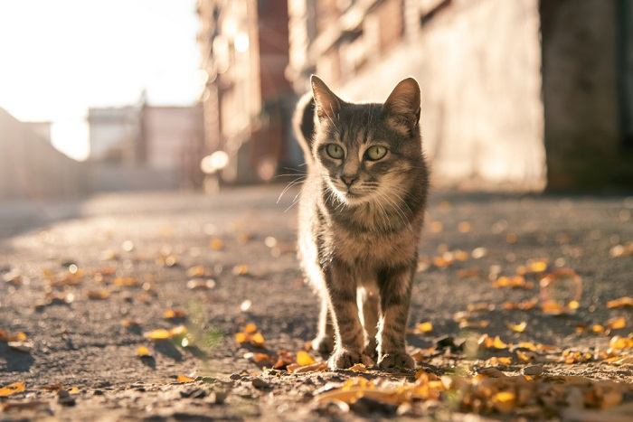 fatos sobre gatos selvagens