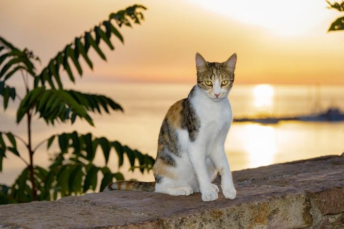 fatos sobre gatos selvagens