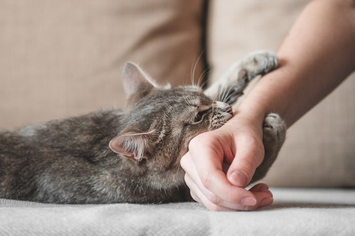 Gato mostrando sinais de frustração.