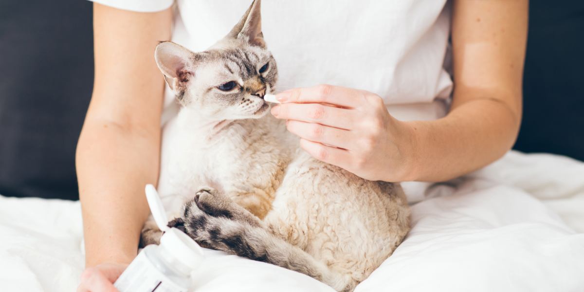 Imagem que ilustra o processo de administração de um comprimido a um gato, fornecendo informações sobre as técnicas e estratégias que podem ser empregadas para garantir a administração bem-sucedida da medicação, priorizando o conforto e a cooperação felina