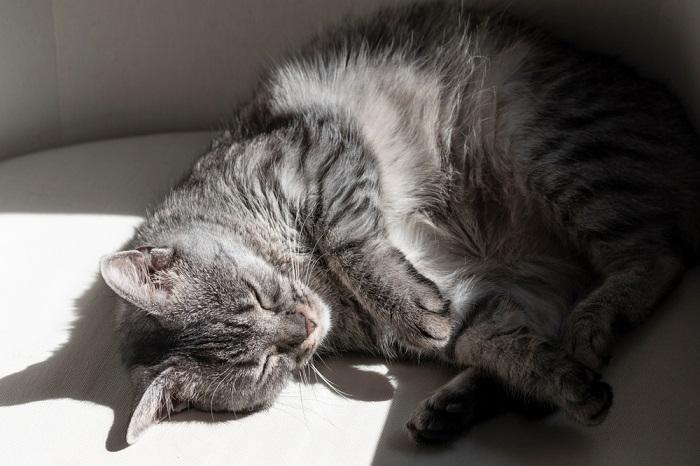 gato dormindo com luz solar