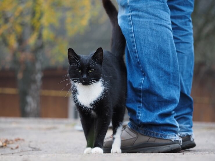 A imagem captura um gato esfregando seu corpo na perna de uma pessoa ou em um objeto.