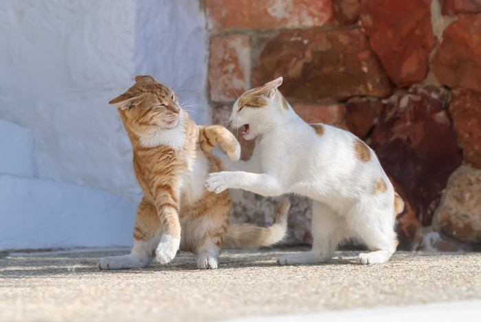 fatos sobre gatos selvagens