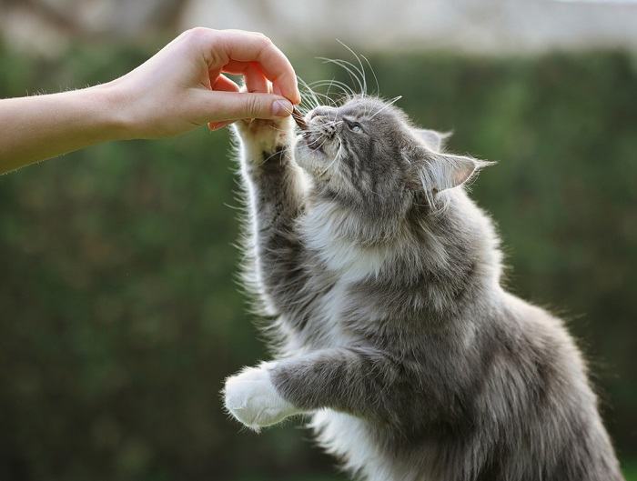 A imagem parece apresentar gatos Maine Coon.