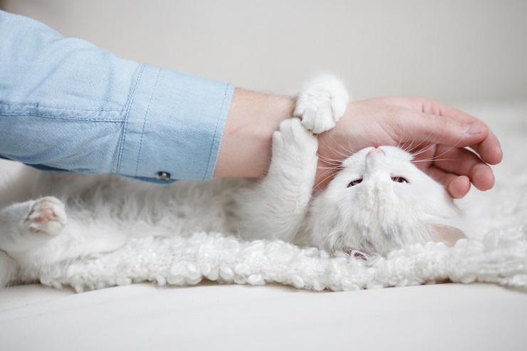 A imagem pode representar um gato mordiscando ou acariciando suavemente um humano.