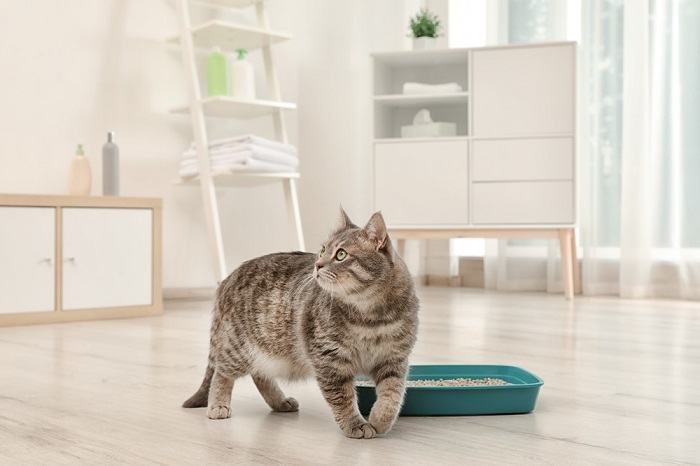 Gato coçando as laterais da caixa de areia depois de fazer cocô.