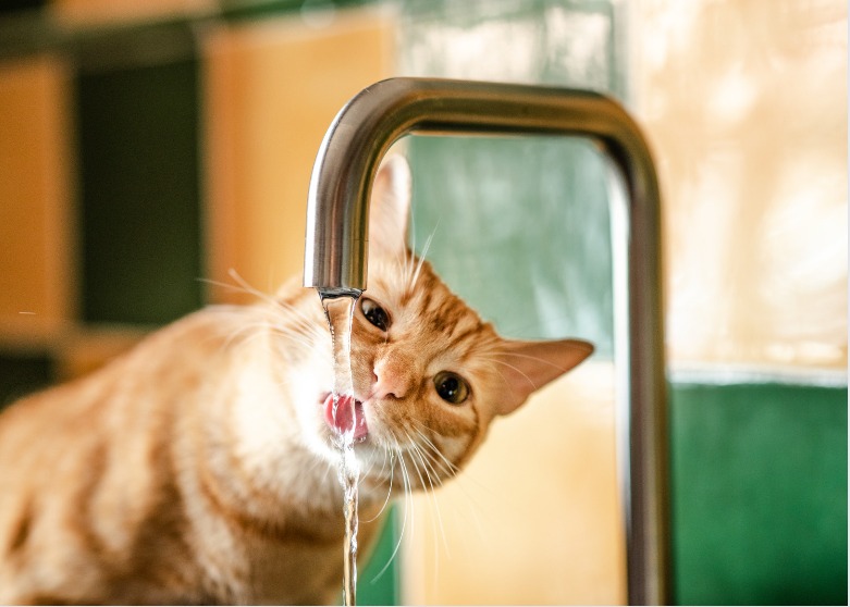 Gato bebendo água na torneira