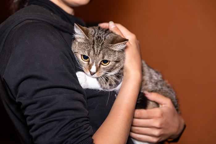 Imagem retratando um gato angustiado exibindo sinais de ansiedade de separação, transmitindo os desafios emocionais de estar longe de seu cuidador.