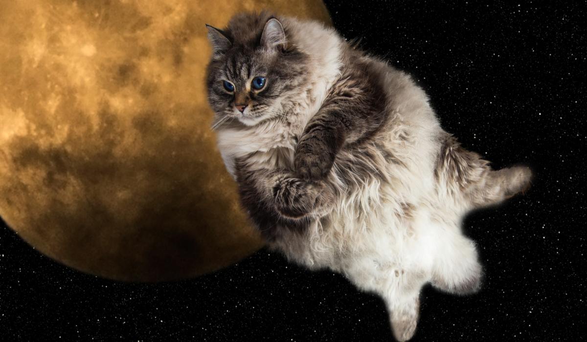 Gato espacial em imagem comprimida, combinando o charme felino com as maravilhas do cosmos