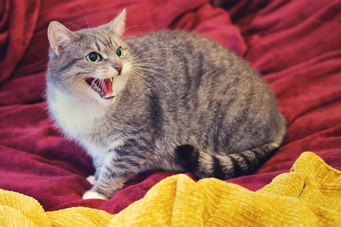 Imagem de um gato estressado, exibindo linguagem corporal e expressão que indica mal-estar ou desconforto.