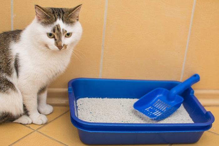 caixa de areia para gatos