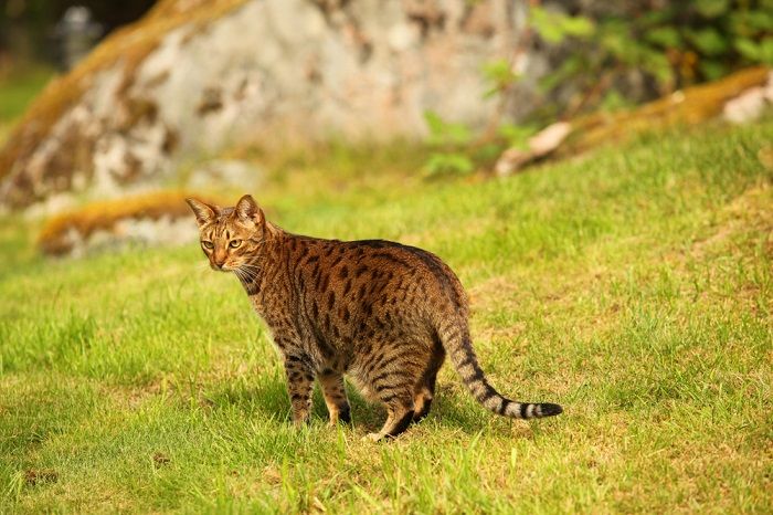 gato balançando o rabo, possivelmente expressando várias emoções ou reações.