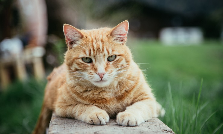 Imagem mostrando nomes de gatos unissex, oferecendo opções de nomenclatura de gênero neutro para seus companheiros felinos