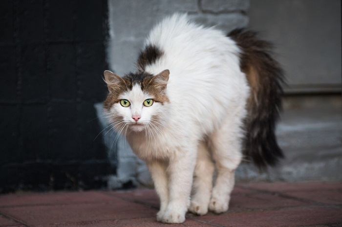 fatos sobre gatos selvagens