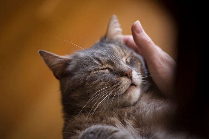 Uma imagem informativa discutindo as razões por trás do ronronar dos gatos, possivelmente acompanhada de um texto explicando como os gatos ronronam como meio de comunicação, relaxamento e contentamento, esclarecendo esse comportamento felino único.