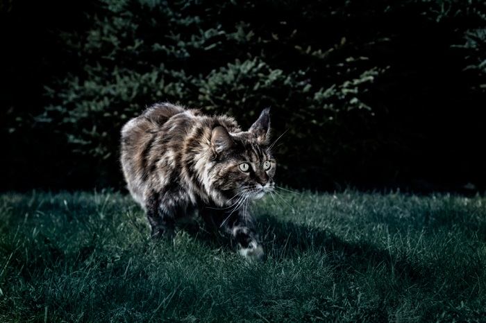 gato andando no meio da noite durante a noite