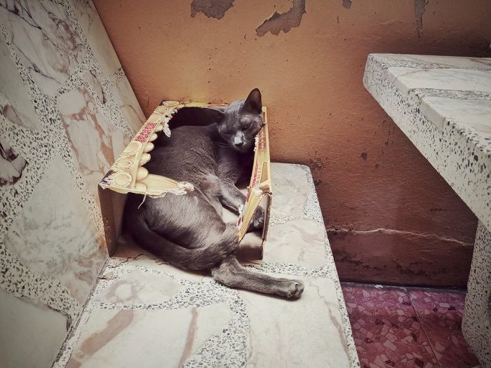 Seu gato está faltando alguma coisa em sua dieta?