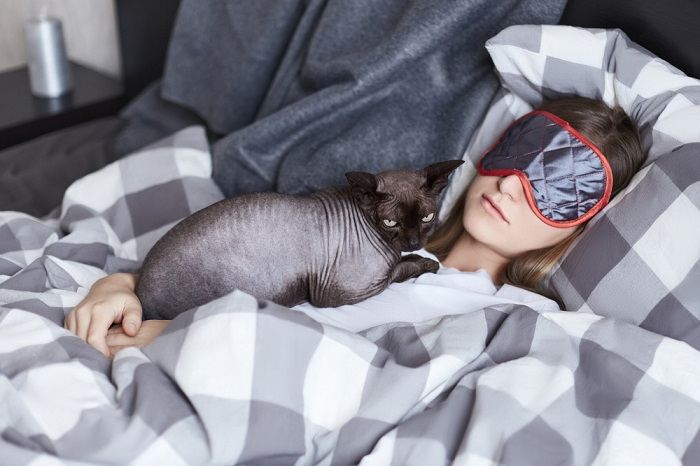 Um adorável gato cinza e branco enroscado confortavelmente, buscando segurança e aconchego em seu entorno.