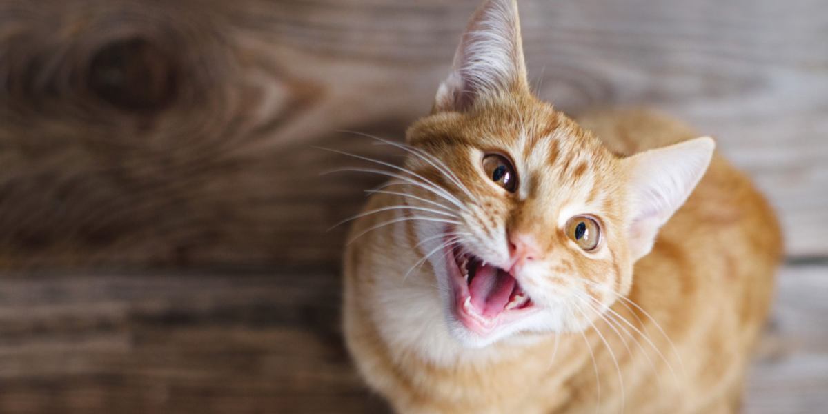 Uma cena que retrata uma pessoa pisando acidentalmente em um gato ou perto dele, ilustrando a importância de estar atento e cauteloso com companheiros felinos.