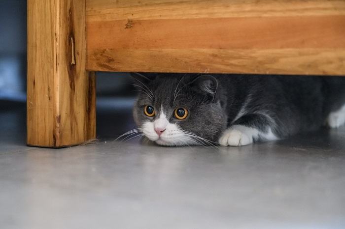 Evitando o espaço do gato.