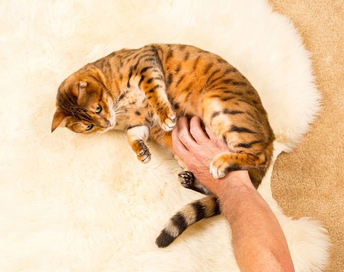 Gato feliz saboreando uma massagem suave na barriga enquanto está deitado de costas.