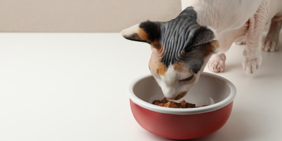 Imagem de uma tigela cheia de ração de frango de alta qualidade para gatos, especialmente preparada para fornecer nutrição e sabor ideais.