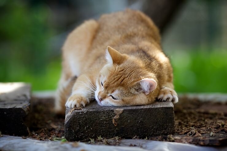 A imagem de um gato esfregando a cabeça na mão de uma pessoa.