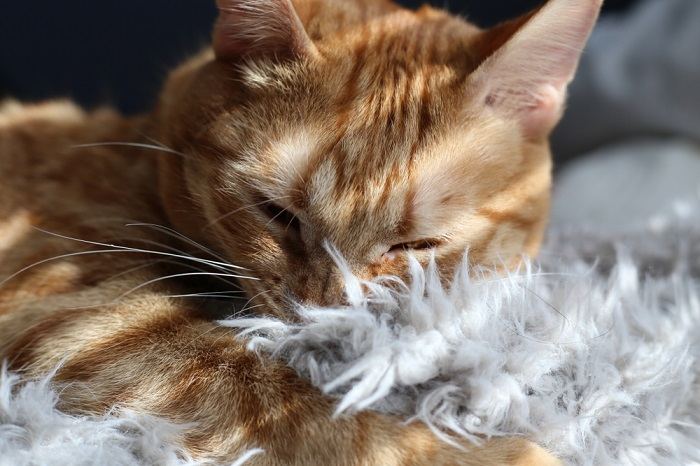 O aconchego felino exemplificado: um gato satisfeito descansando em um cobertor macio, desfrutando de um momento de relaxamento.