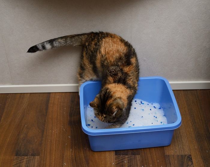 Uma imagem informativa que captura um gato engajado no comportamento comum de cavar uma caixa sanitária, mostrando o instinto natural dos gatos de enterrar seus dejetos e manter a limpeza.