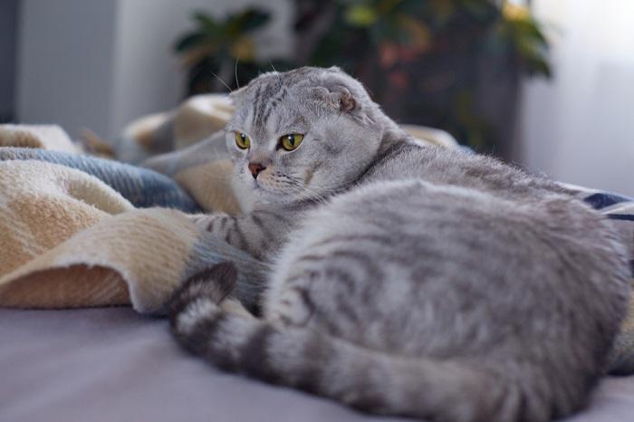 gato sentado na cama com cobertor