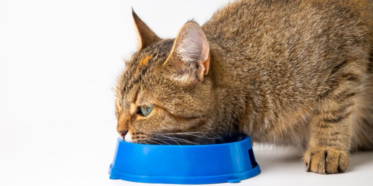 Gato comendo em uma tigela azul